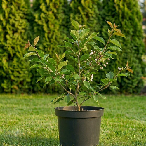 Вишня кустарниковая Умбракулифера купить