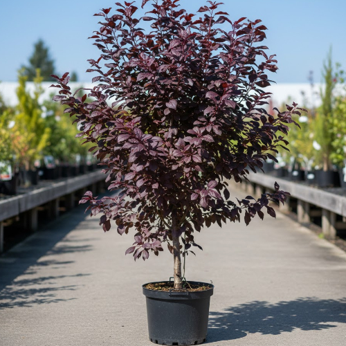 Слива краснолистная Лыхны купить