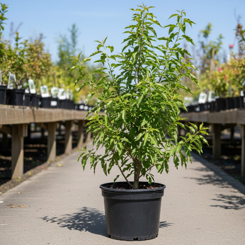 Миндаль трёхлопастной Веснянка купить