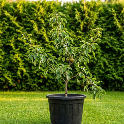 Груша обыкновенная Любимица Клаппа купить