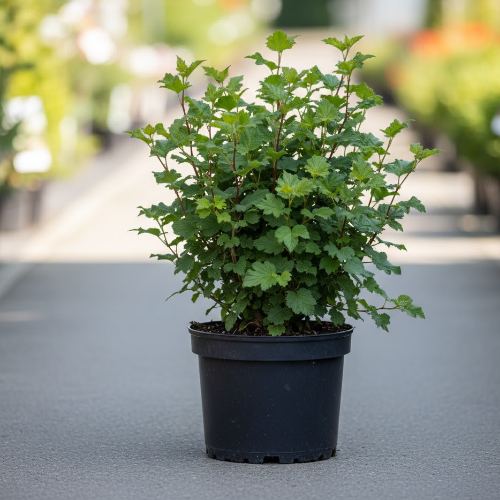 Смородина альпийская Шмидт купить