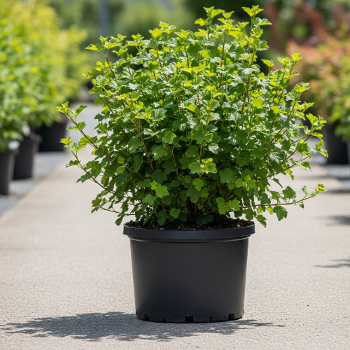 Смородина альпийская купить