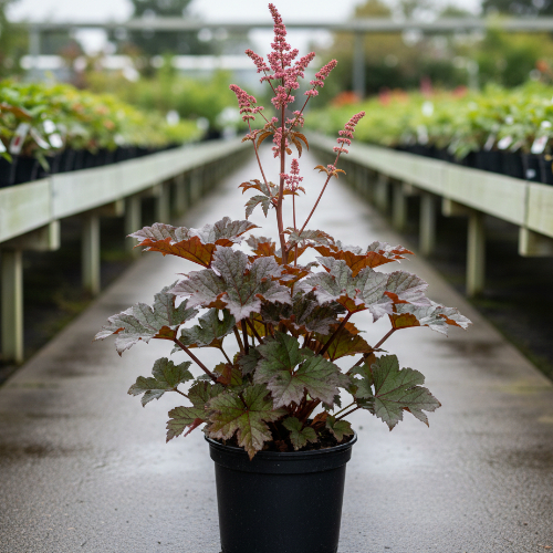 Роджерсия Bronze Peacock купить