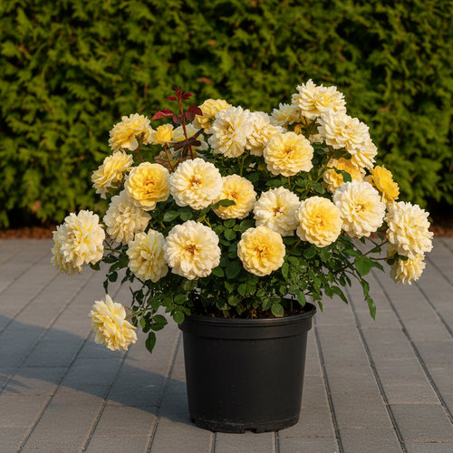 Роза Флорибунда Абсолютли Фабулос купить