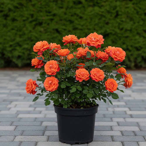 Роза Флорибунда Оранж Пассион купить