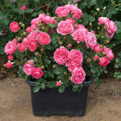 Роза парковая и Альпийская Пати Харди купить