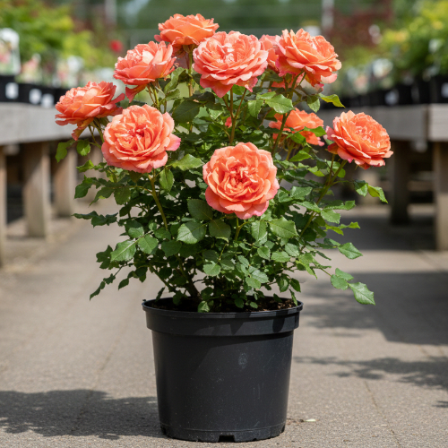 Роза парковая и альпийская Вестерланд  купить