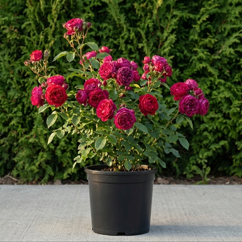 Роза чайно-гибридная Аскот купить