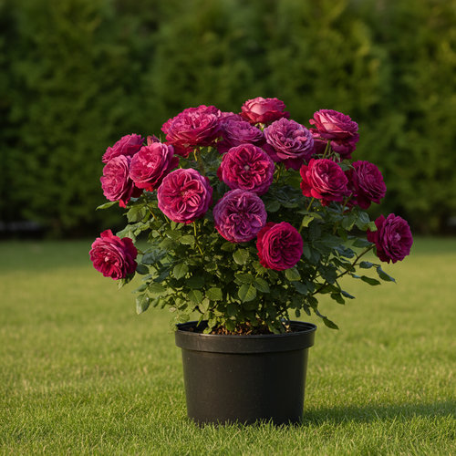 Роза чайно-гибридная Gospel купить