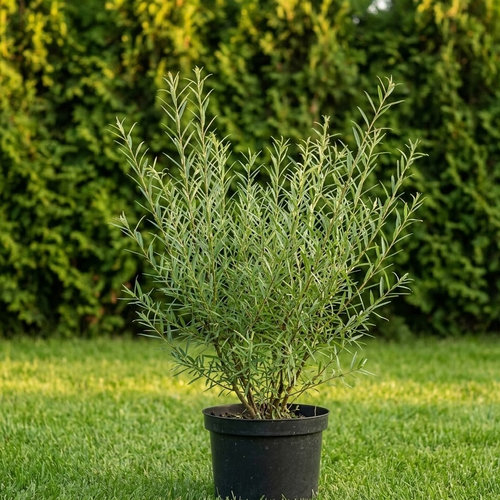 Ива пурпурная Маяк купить