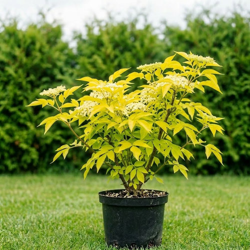 Бузина черная Аурея купить