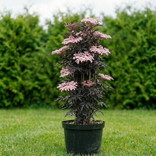 Бузина черная Блэк Тауэр купить