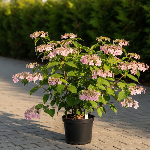 Схизофрагма гортензиевая Roseum купить