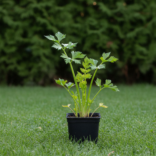 Сельдерей черешковый Бодрость купить