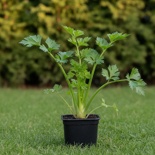 Сельдерей Ибис купить