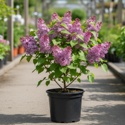 Сирень Гибрид Колесникова купить