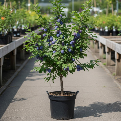 Слива домашняя Конфетная купить