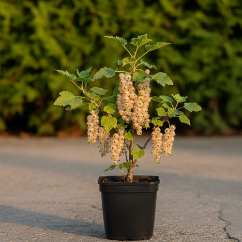 Смородина белая Белая №92 купить