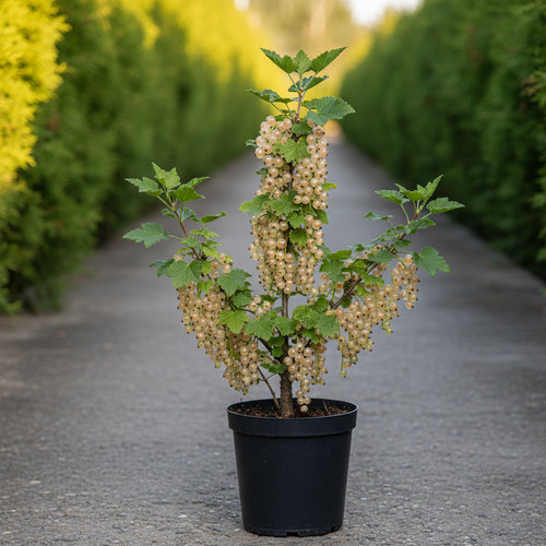 Смородина белая Смольяниновская купить