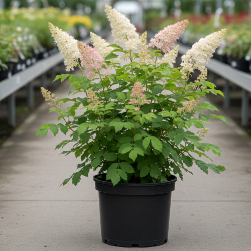 Рябинник рябинолистный Пинк Хопи купить