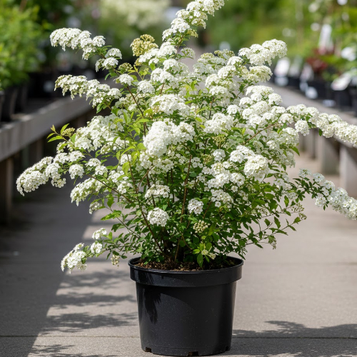 Спирея острозазубренная  купить