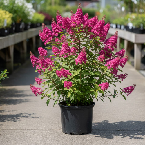 Спирея Билларди купить