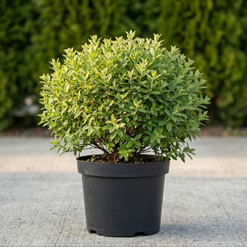 Спирея серая Грейфшейм купить