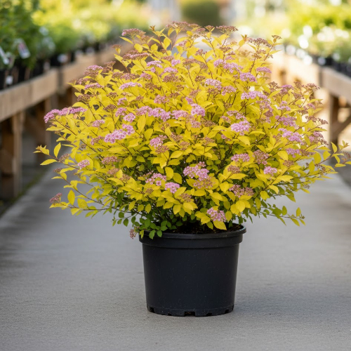 Спирея японская Голден Принцесс купить