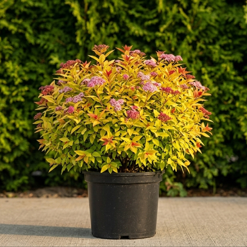 Спирея японская Голдфлейм купить