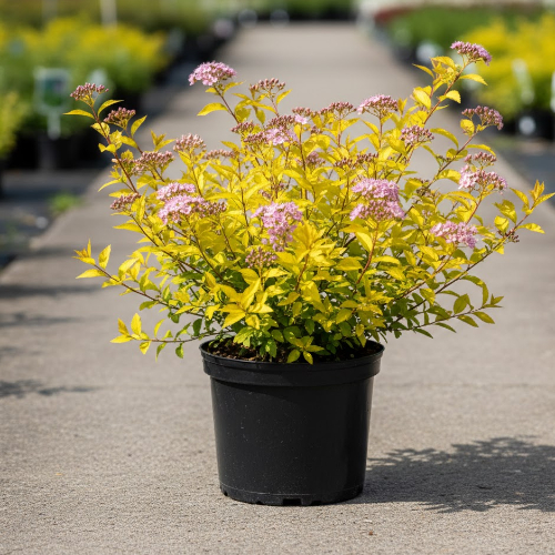 Спирея японская Голдмаунд купить