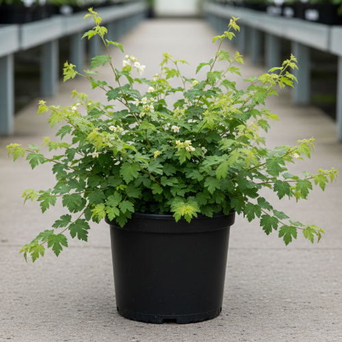 Стефанандра надрезаннолистная Инсиса Криспа купить