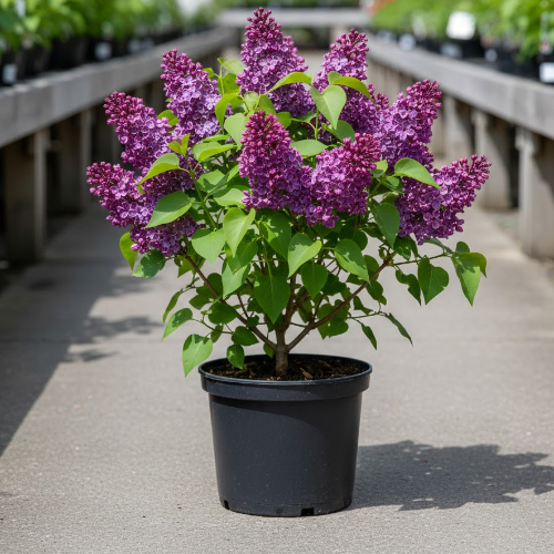 Сирень обыкновенная Академик Курчатов купить