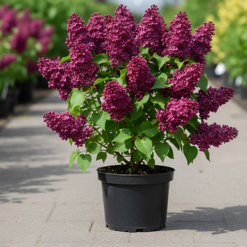 Сирень обыкновенная Знамя Ленина купить