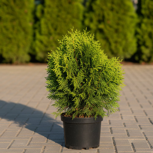 Туя западная Брабант купить