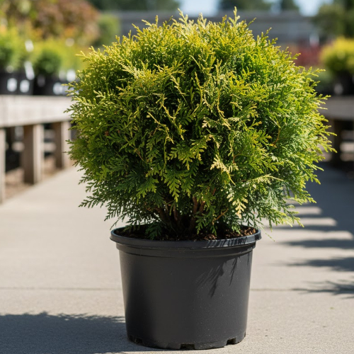 Туя западная Глобоза купить