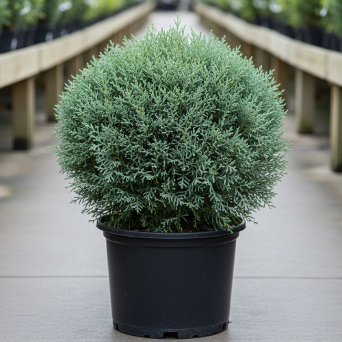 Туя западная Мистер Боулинг Болл купить