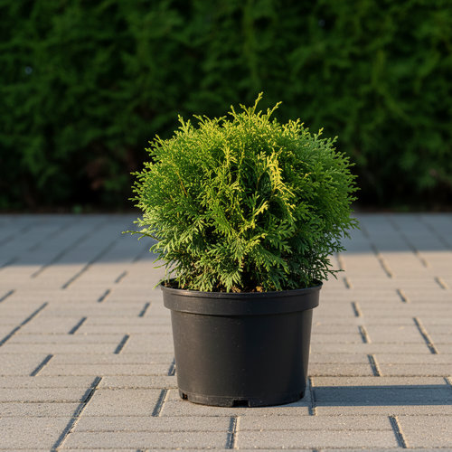 Туя западная Тедди купить