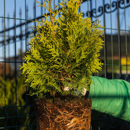 Туя западная Еллоу Риббон купить