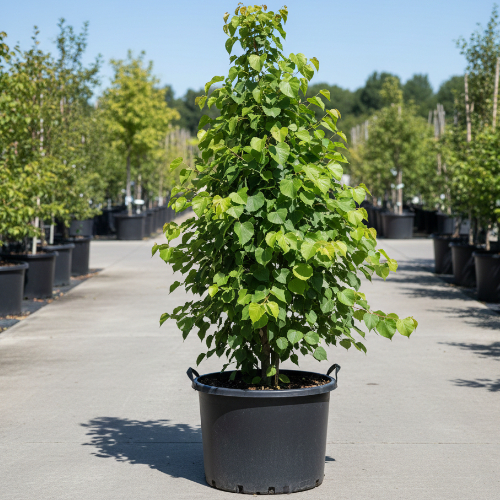 Липа мелколистная Гринспайре купить