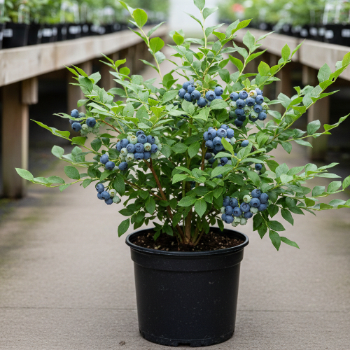 Голубика высокорослая Либерти купить