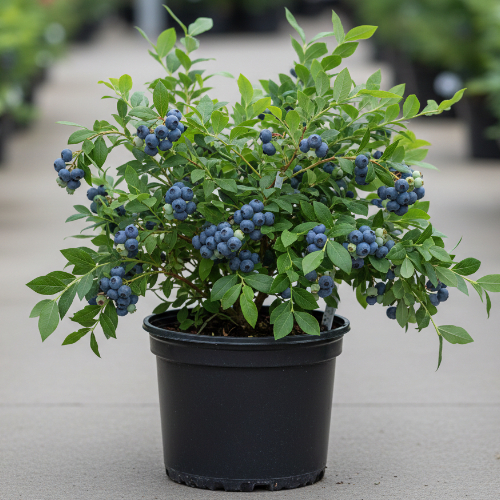 Голубика высокорослая Нортблю купить