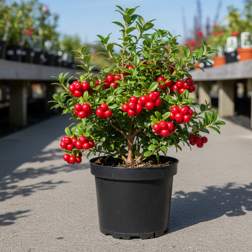 Брусника обыкновенная Файерболз купить