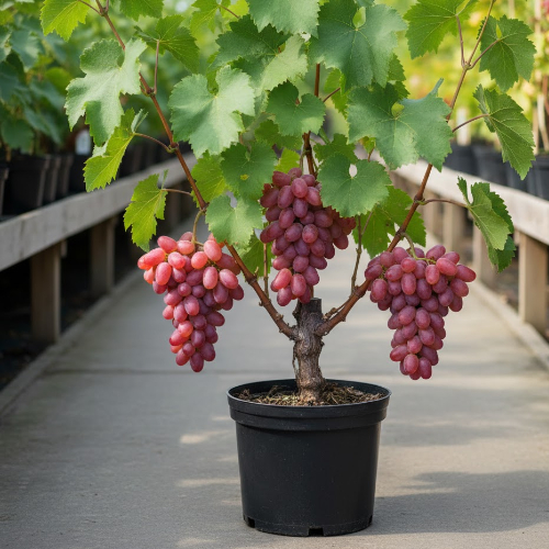 Виноград Киш-миш Лучистый купить