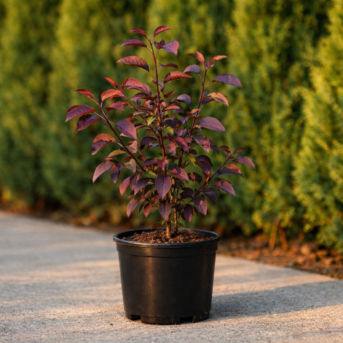 Яблоня декоративная Недзвецкого купить