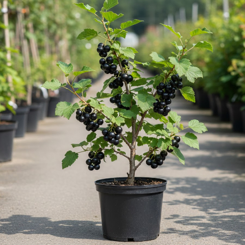 Йошта Крона купить