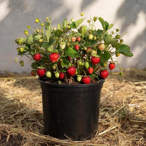 Земляника (клубника) Брилла купить