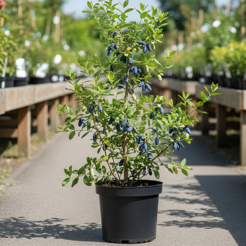 Жимолость Амфора купить