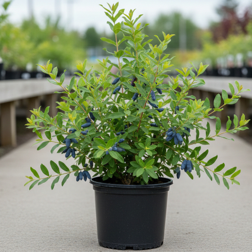 Жимолость Бореал Близзард купить